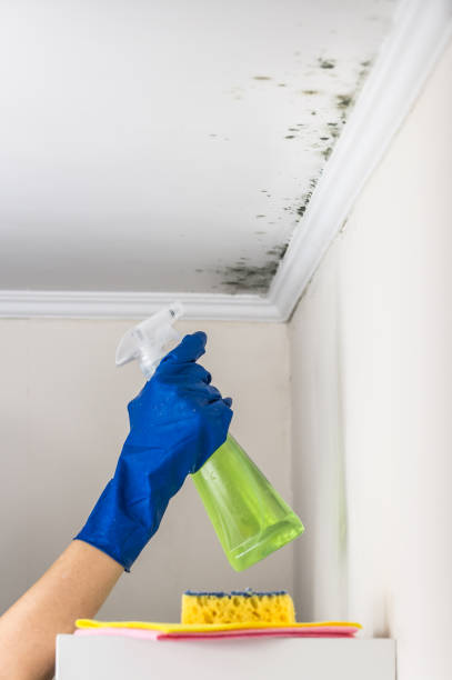 Best Post-Flood Mold Remediation in Lakeland, MN